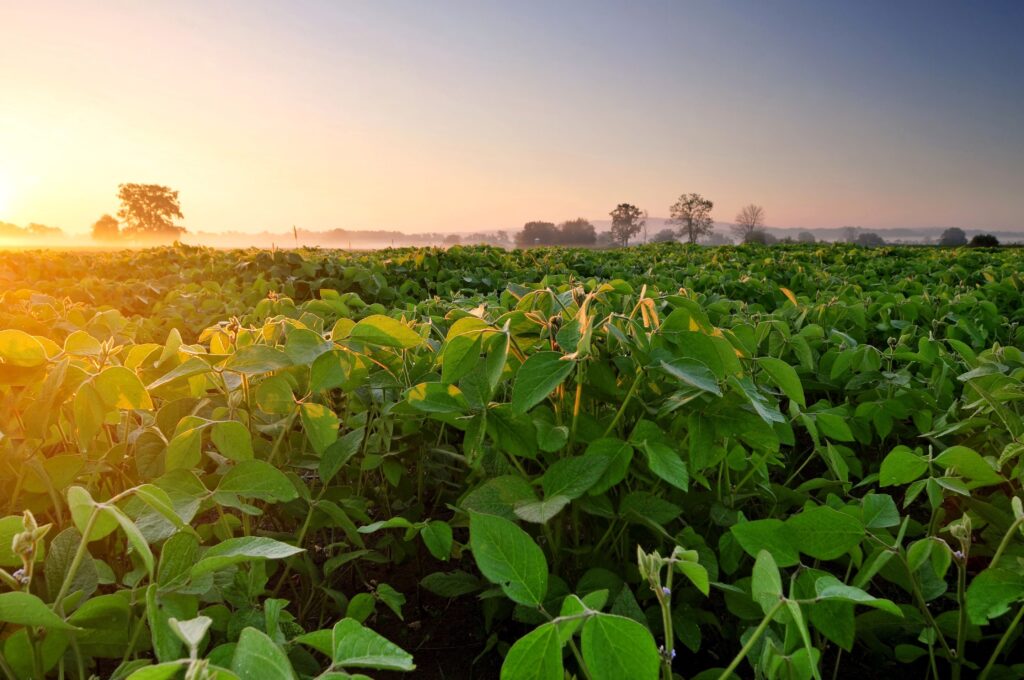 Cultivo de soja en el campo al atardecer